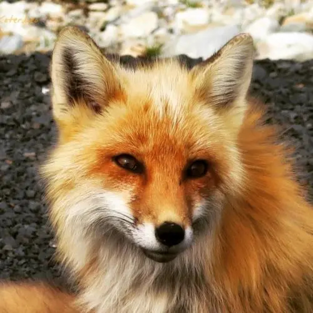 The Convent Guesthouse