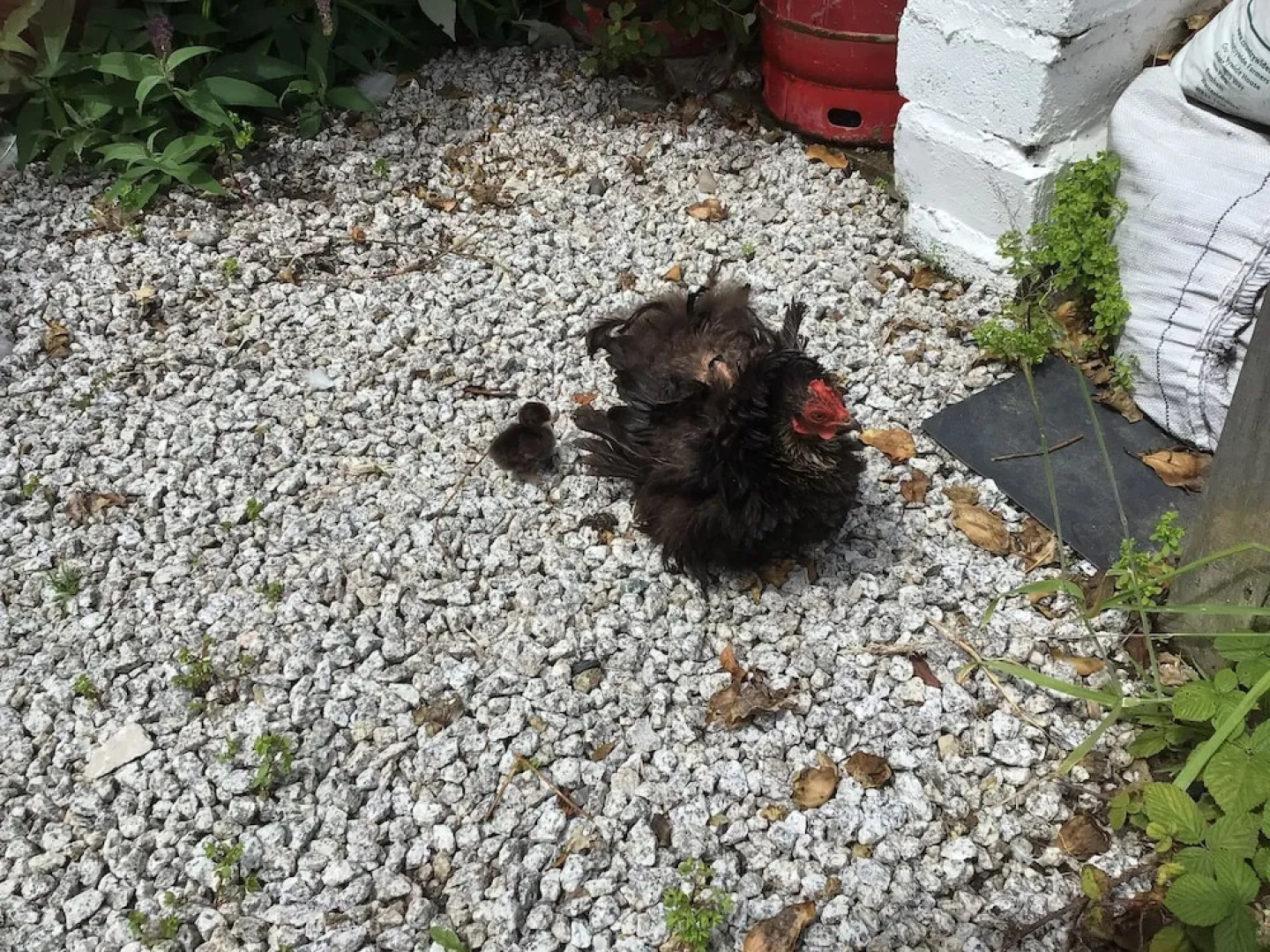 Kitty Unique 60s Caravan set in Pretty Garden