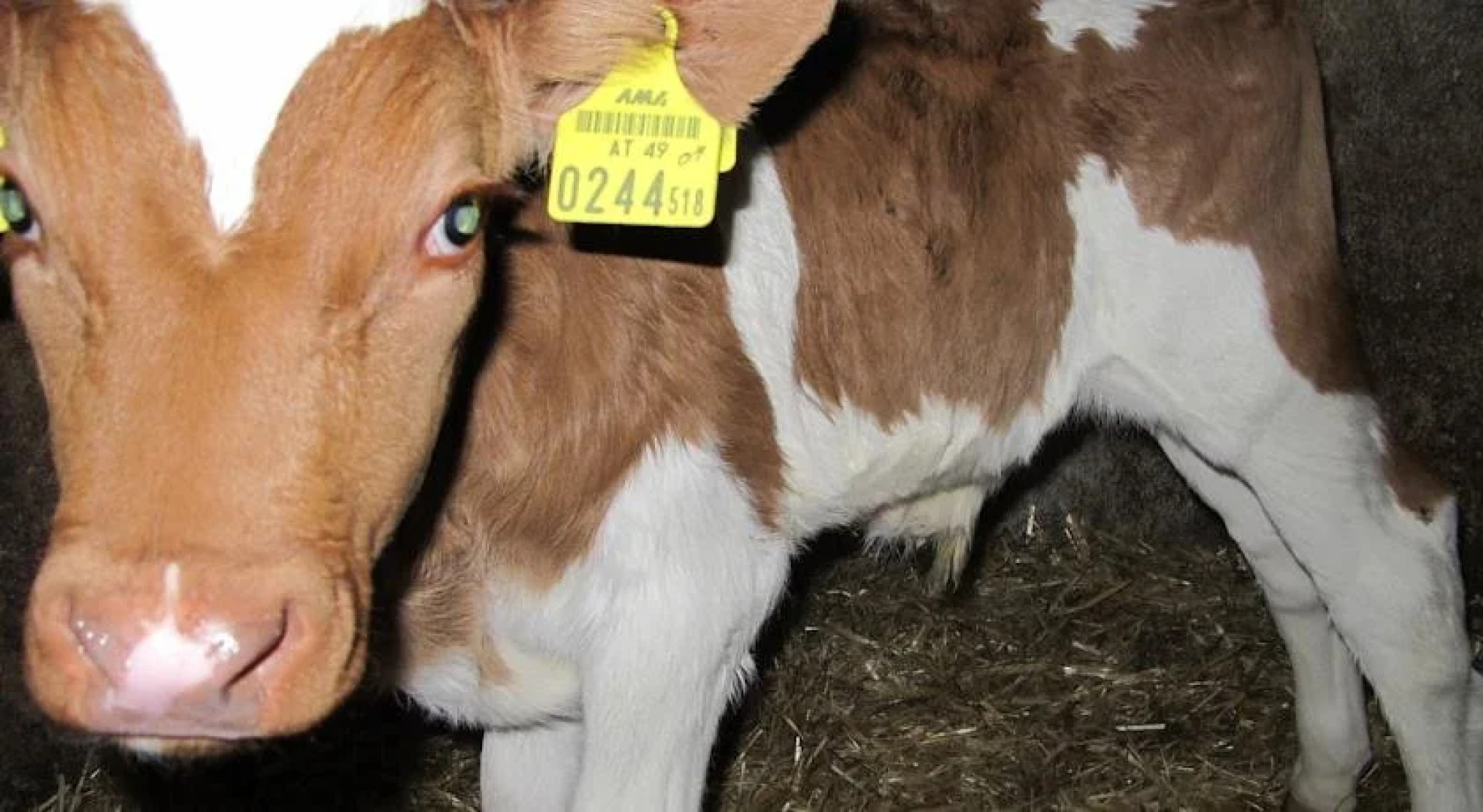 Wiesenbauer - Schlögl Anton