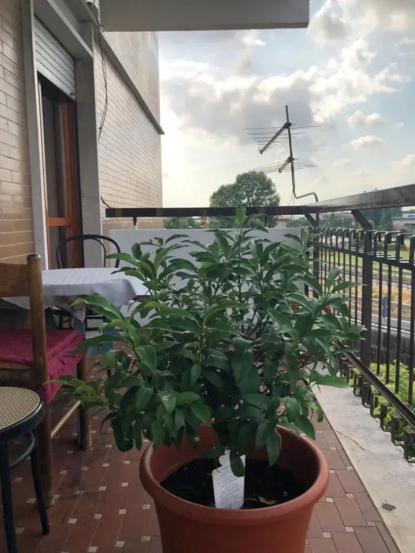 Venice h.s.Garden Home