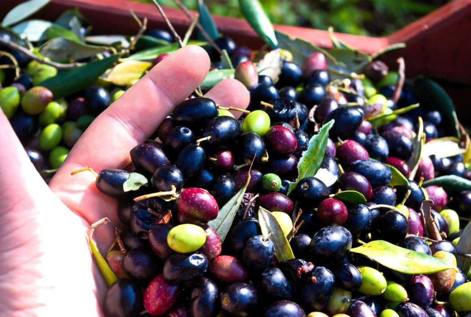 Lichiantidde Home & Breakfast