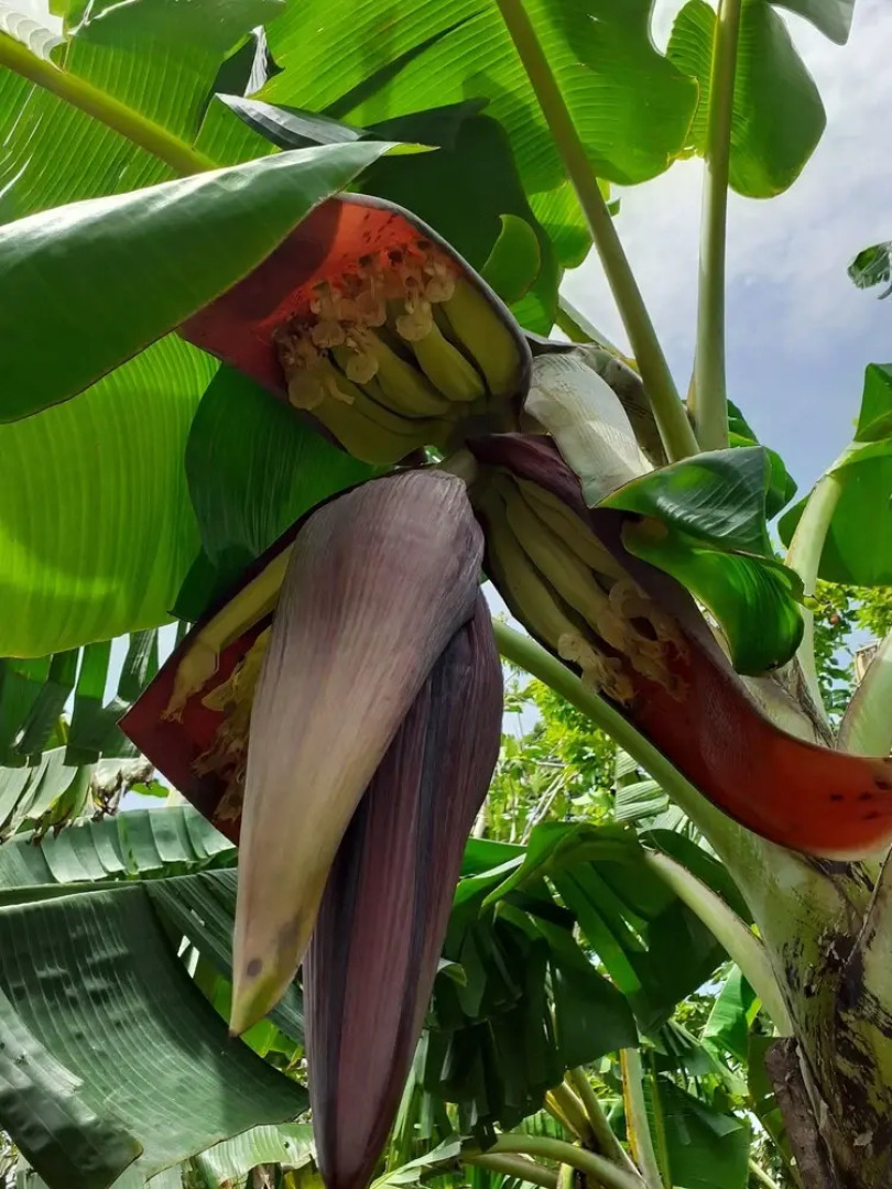 The Tomlinson's House