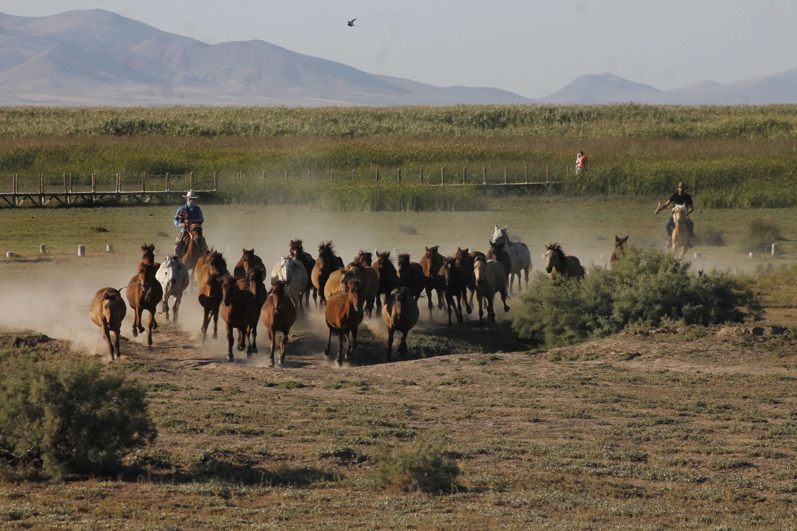 Sultan Pansion Bird Paradise