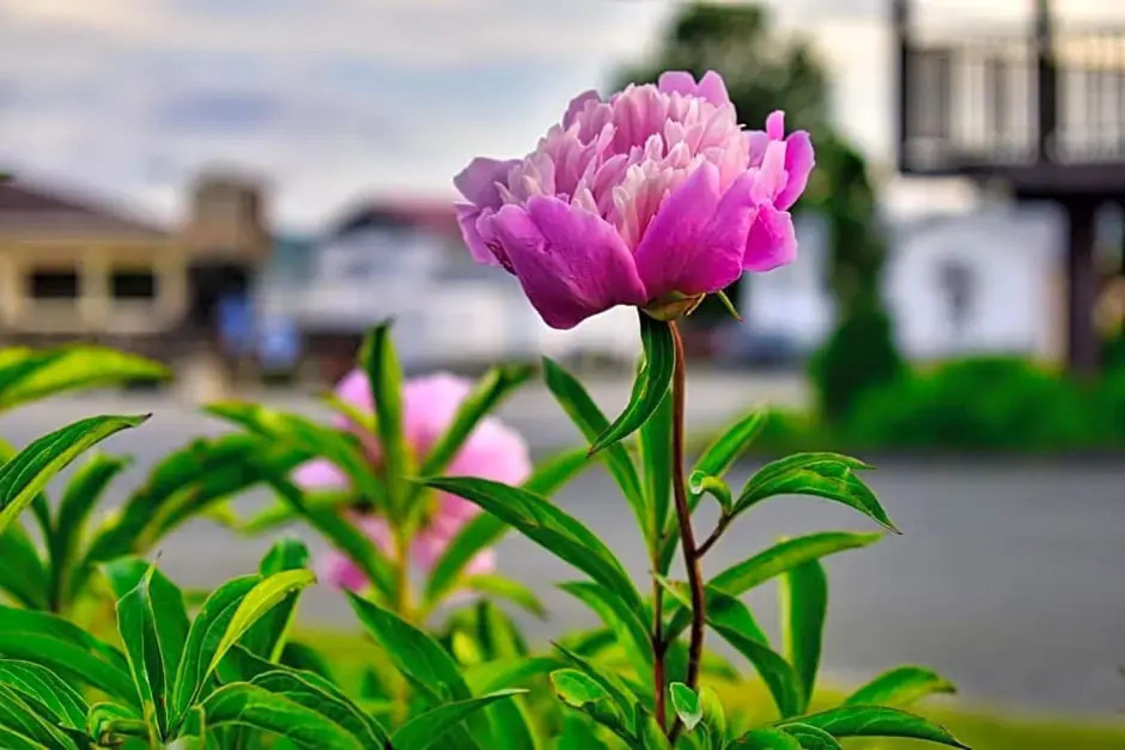 Le Motel au Vieux Frontenac