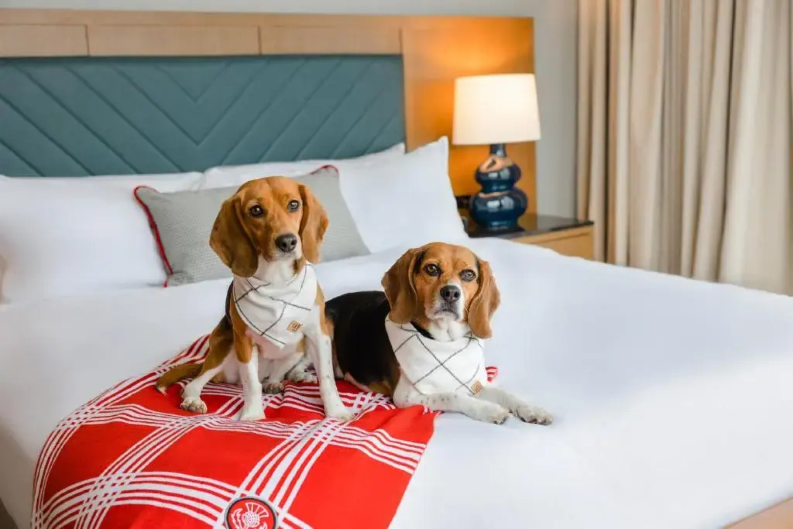 The Highlander at Radford, Tapestry Collection by Hilton