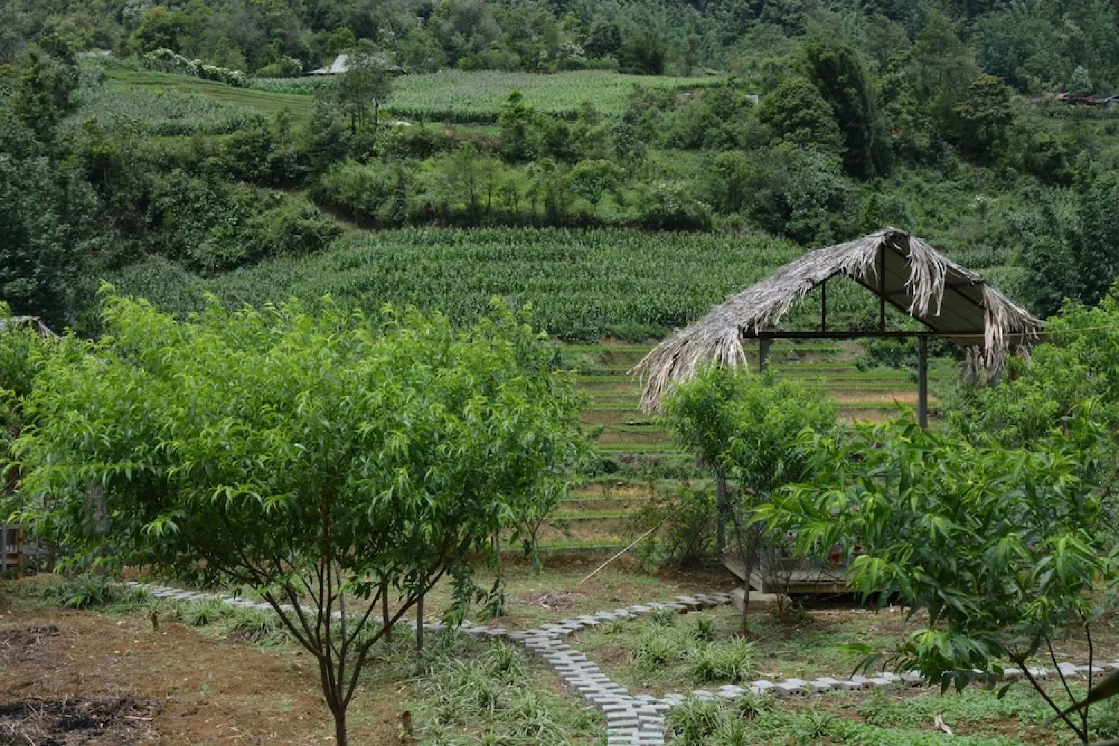 Sapa Homestay Trekking Tour For Backpackers