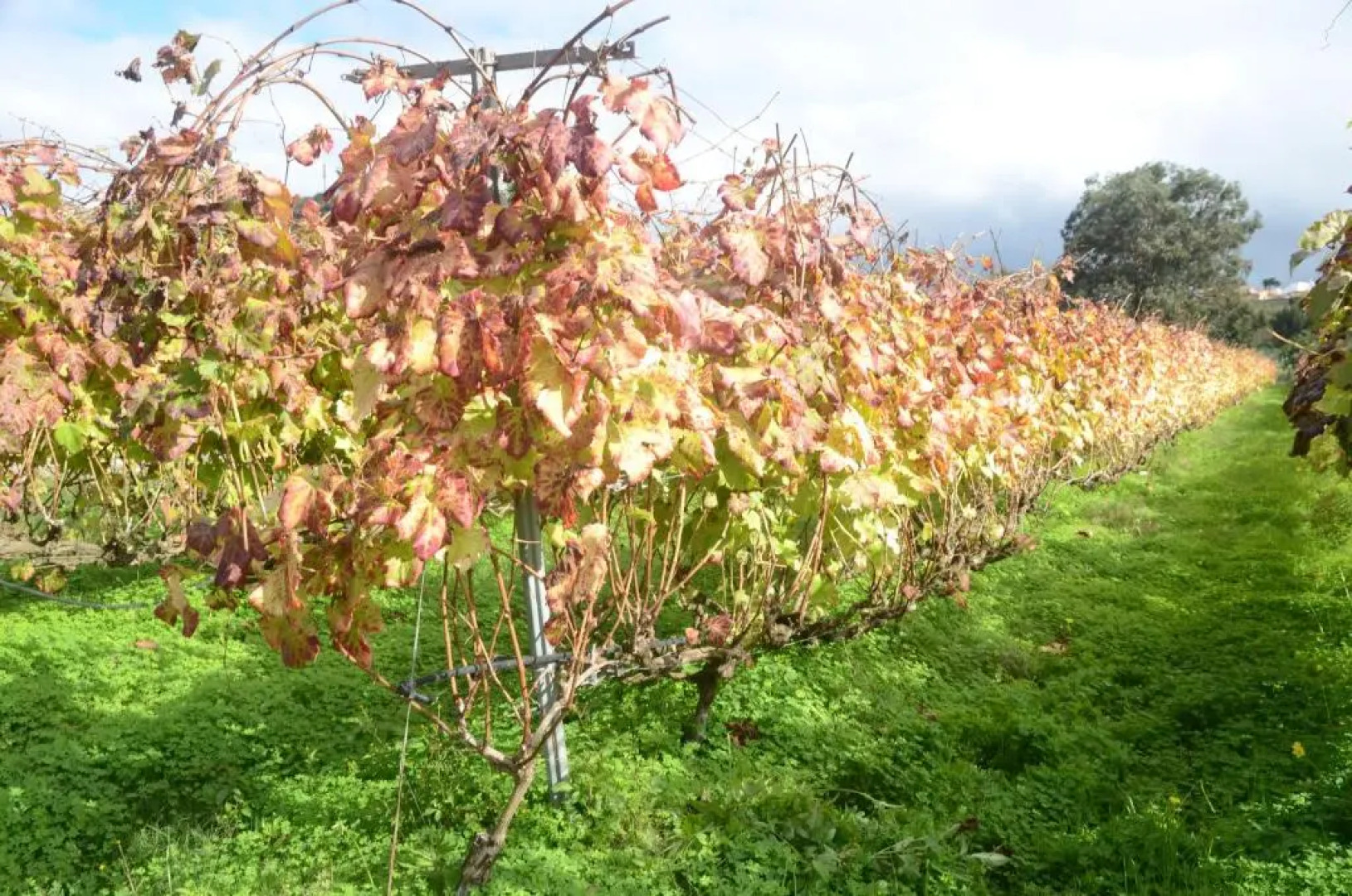 Casa Rural El Adelantado
