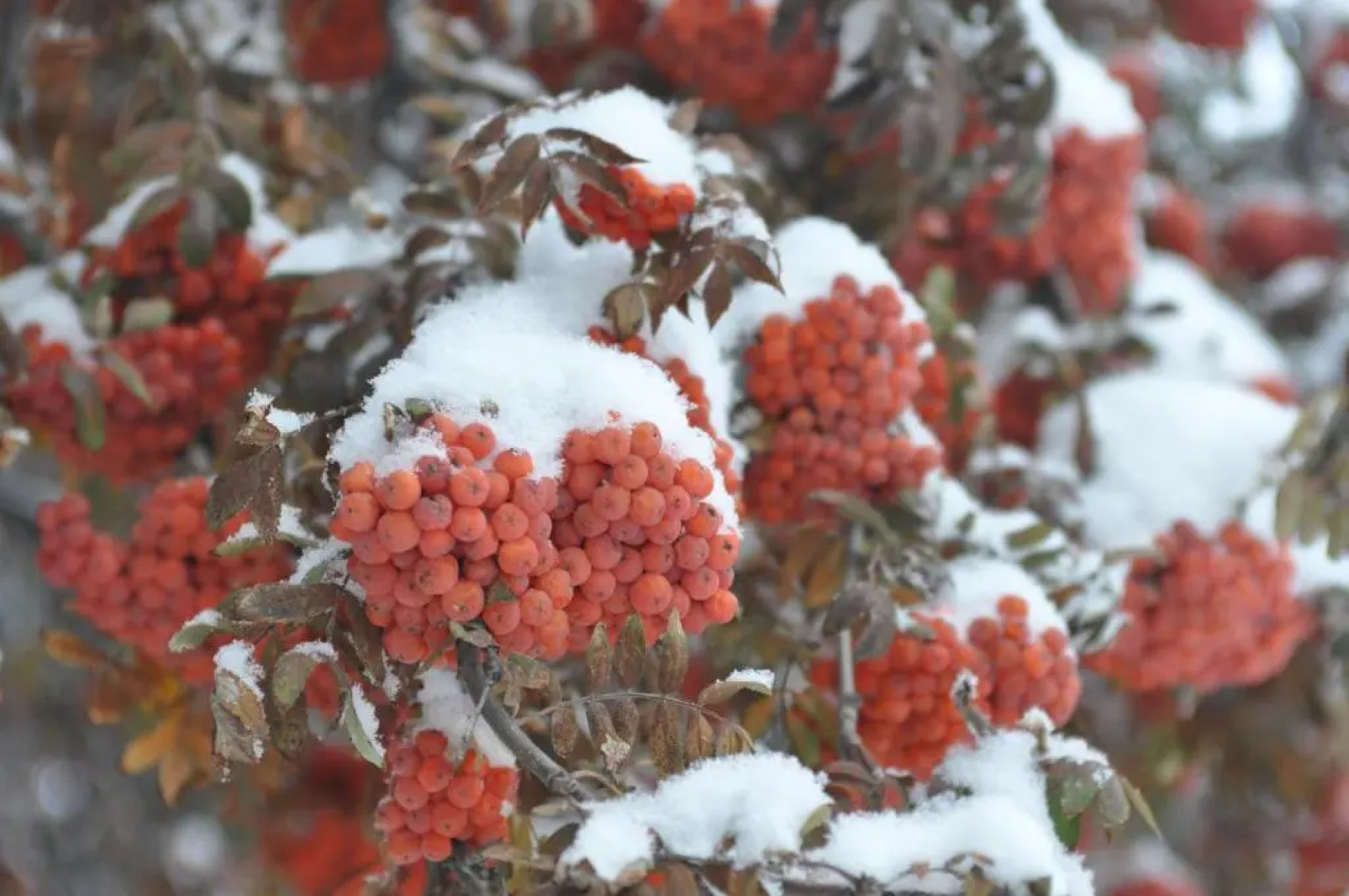 Western Traveller Motel