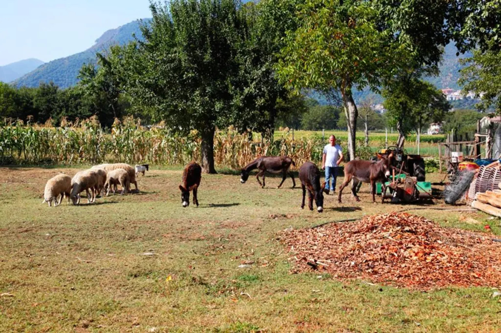 Azienda Agrituristica Pericle