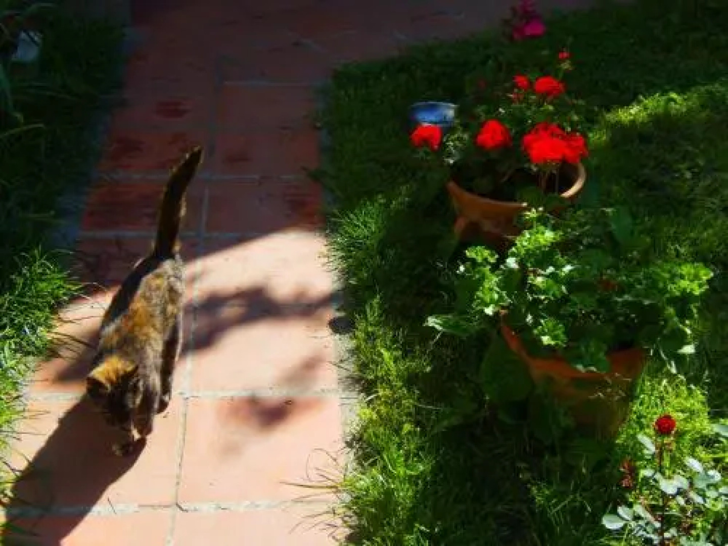 Rooms Top Gun Zrenjanin