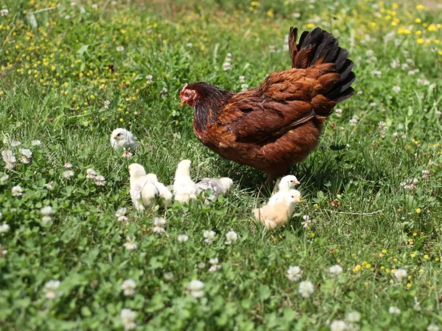 Tourist farm Marjanca