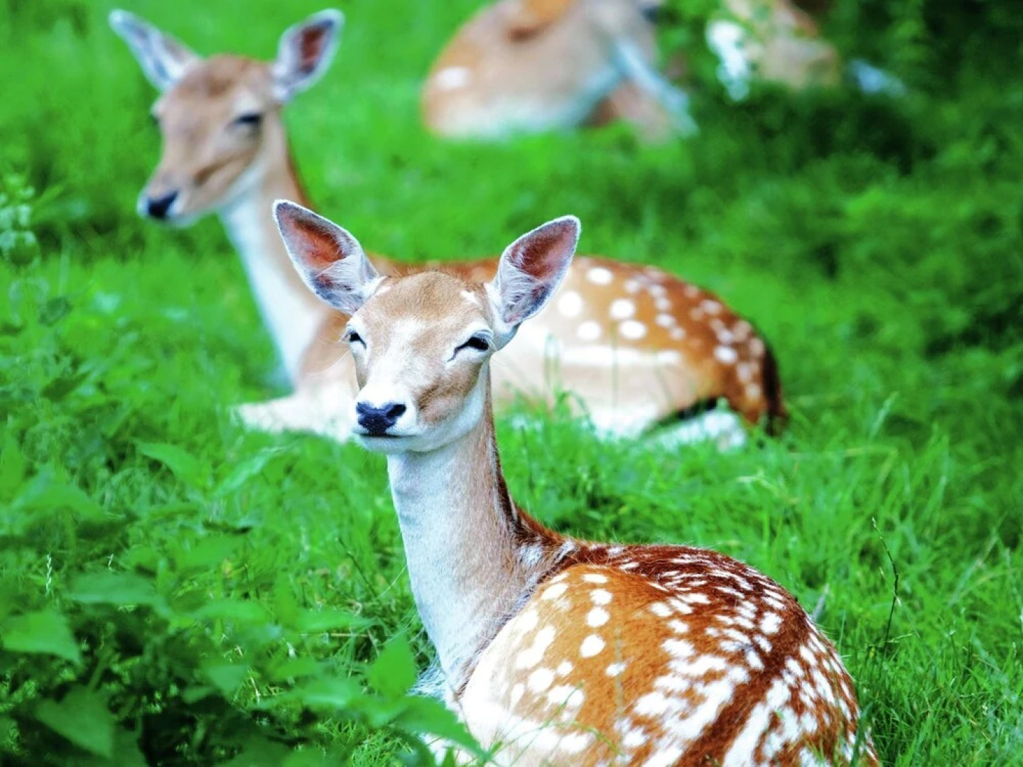 Furnished Chalet Located near Oisterwijkse Vennen