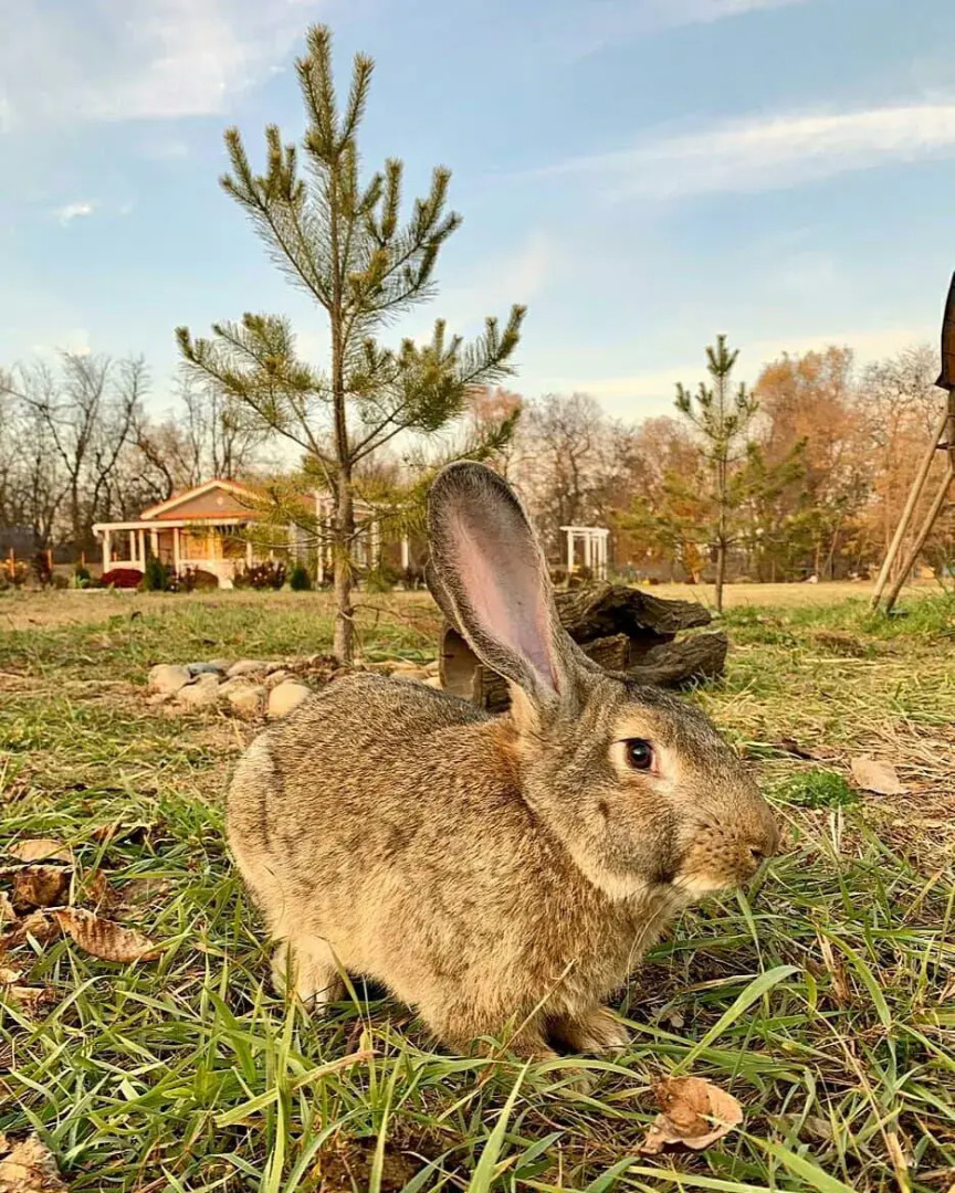 Творческий глэмпинг Скворечник