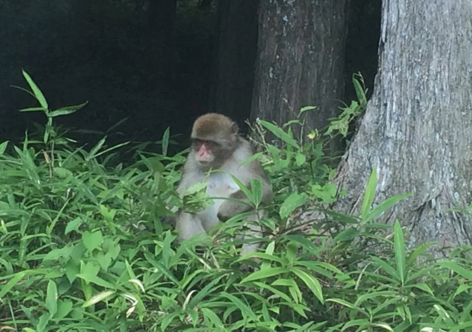 Nikko Teddy Bear House