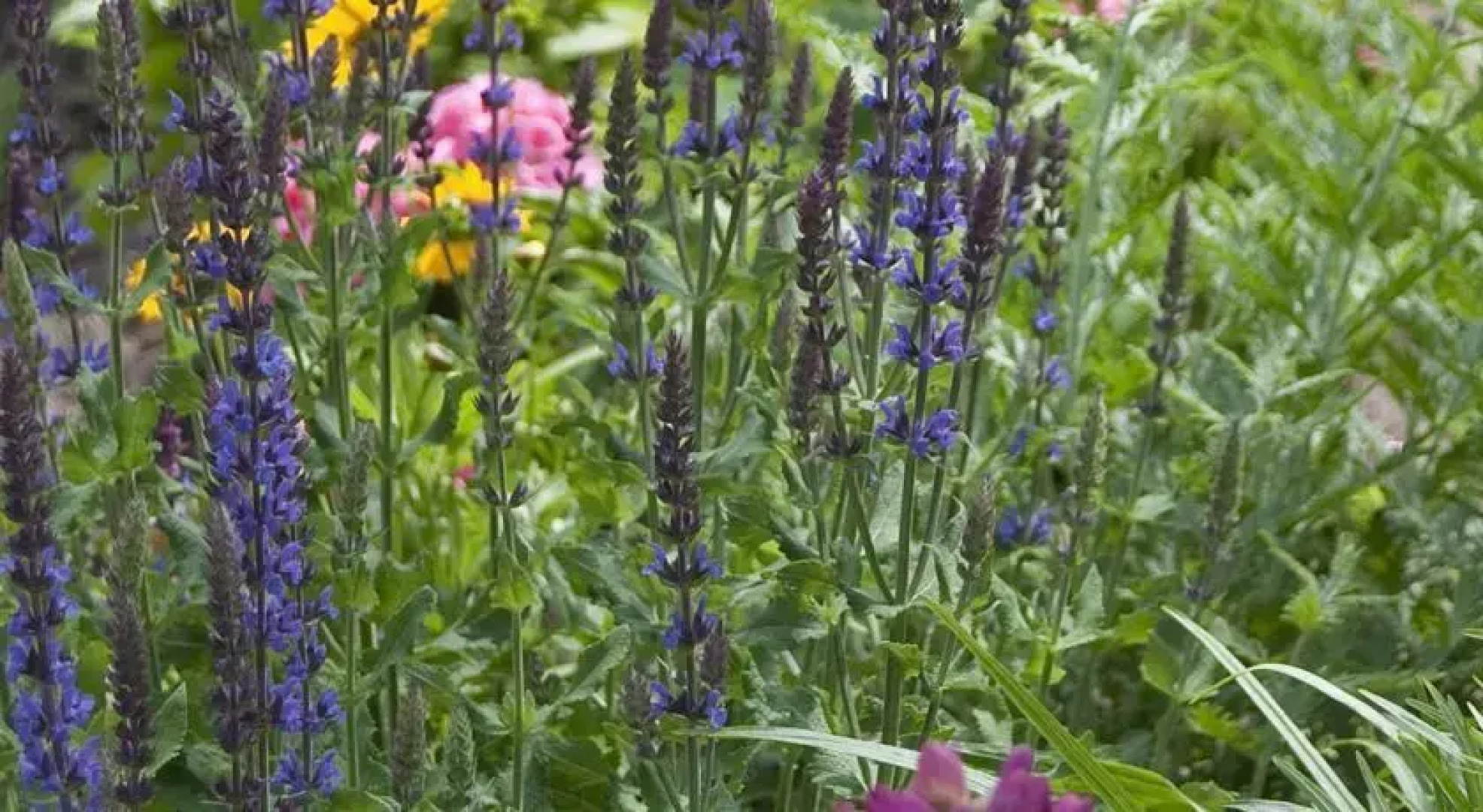 Red Forest Bed and Breakfast Inn