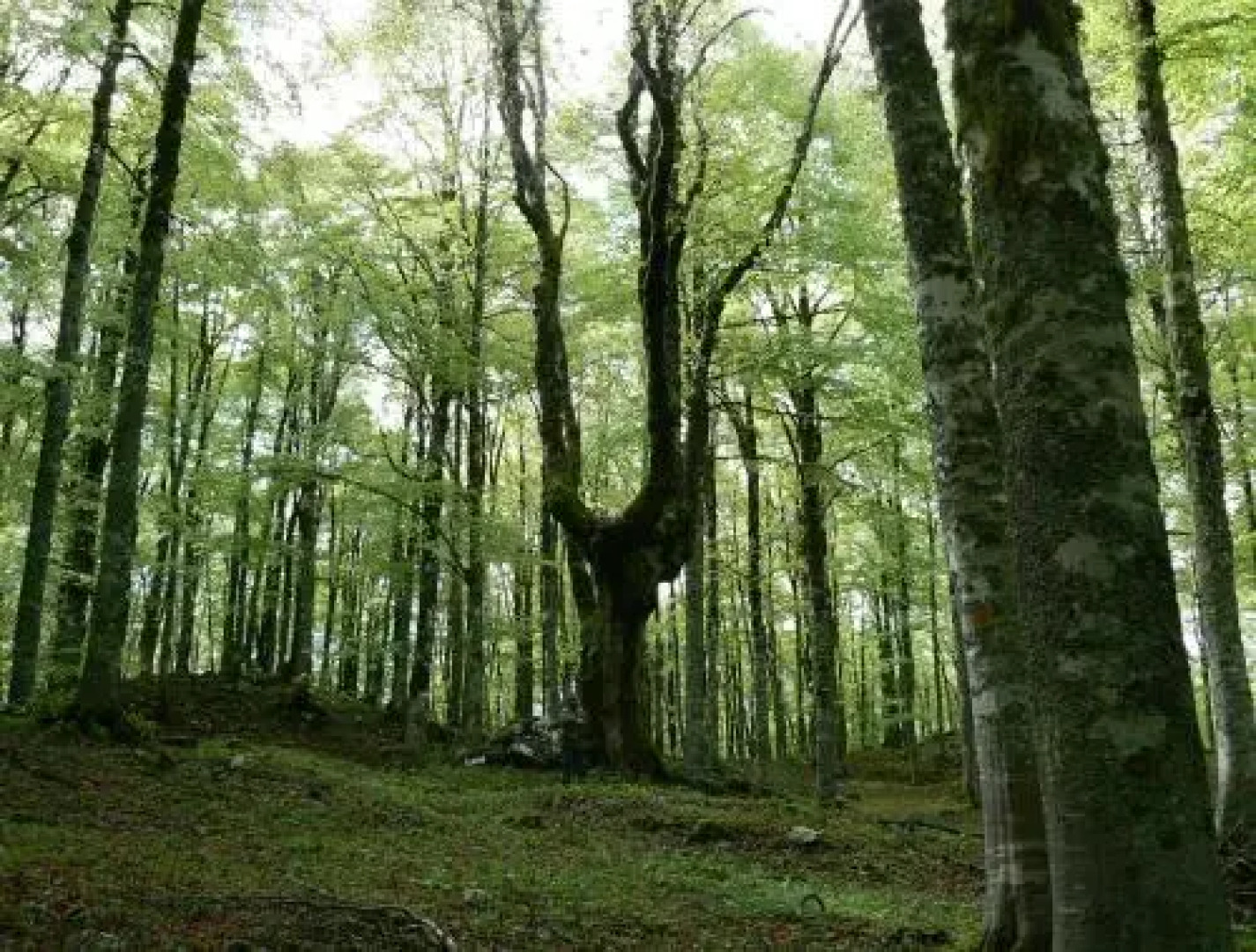 Affittacamere Prato Rosso
