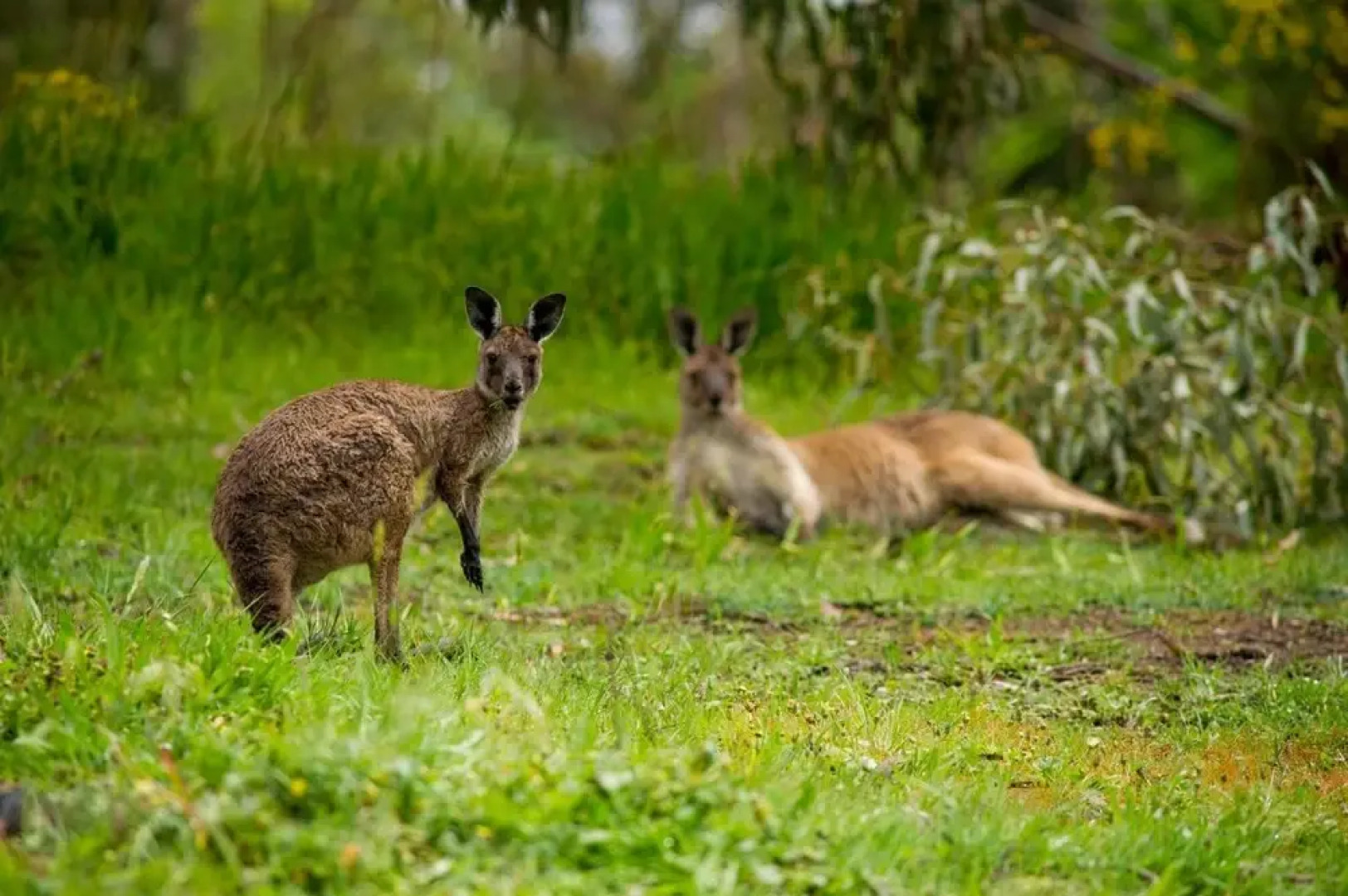 The Stirling Golf Club