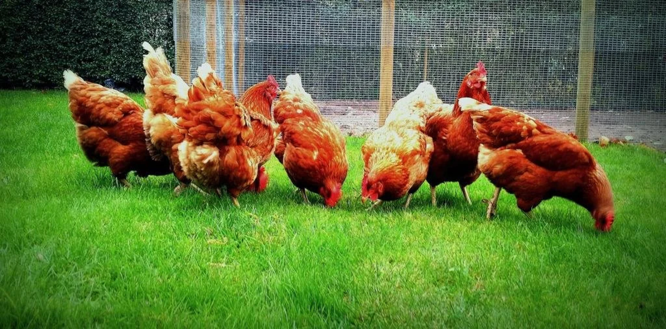 Billesgade Bed & Breakfast