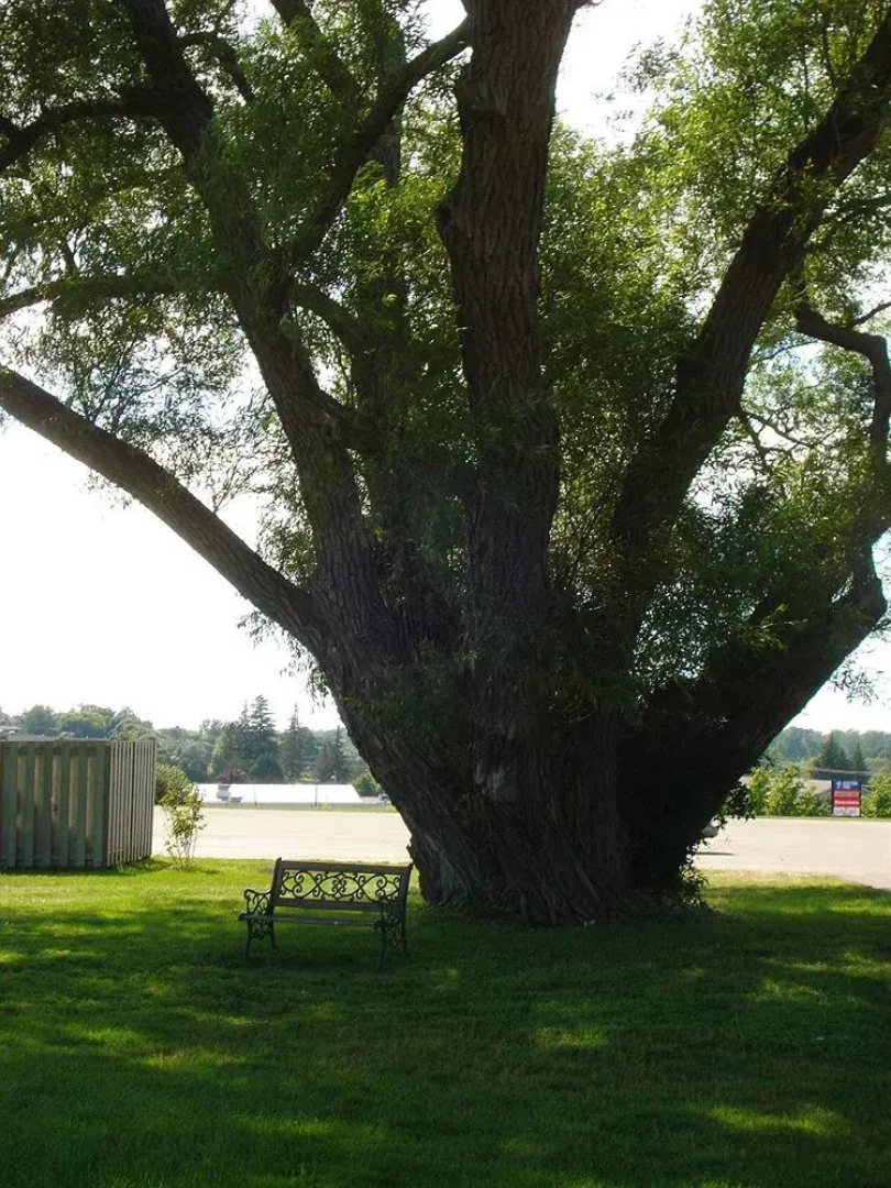 Stone Willow Inn