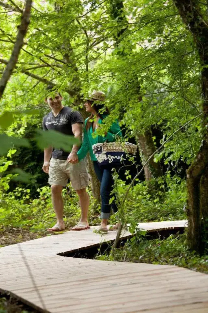 Séjour à Brive Cyprès si haut