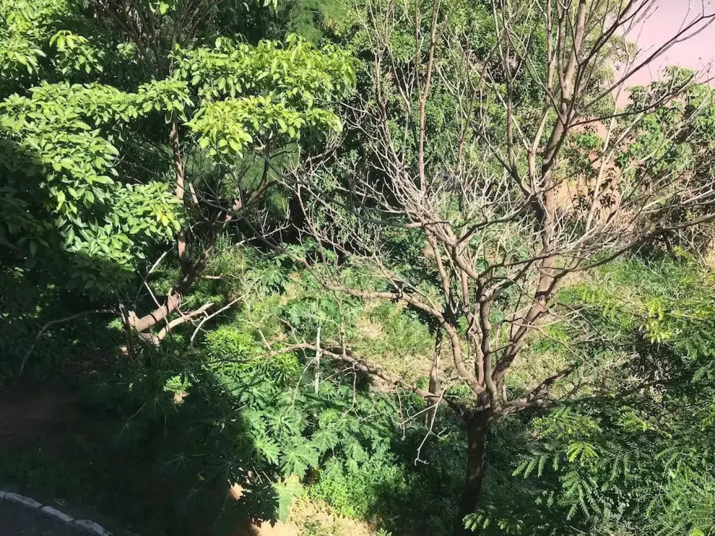 Freshness Island By The Breeze Of The Ibituruna