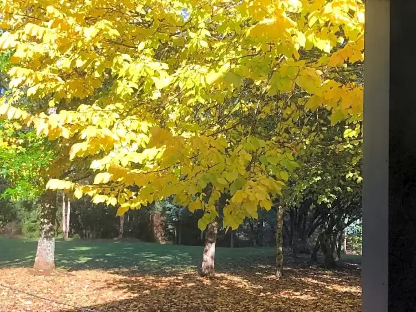 Goldberryaccommodation