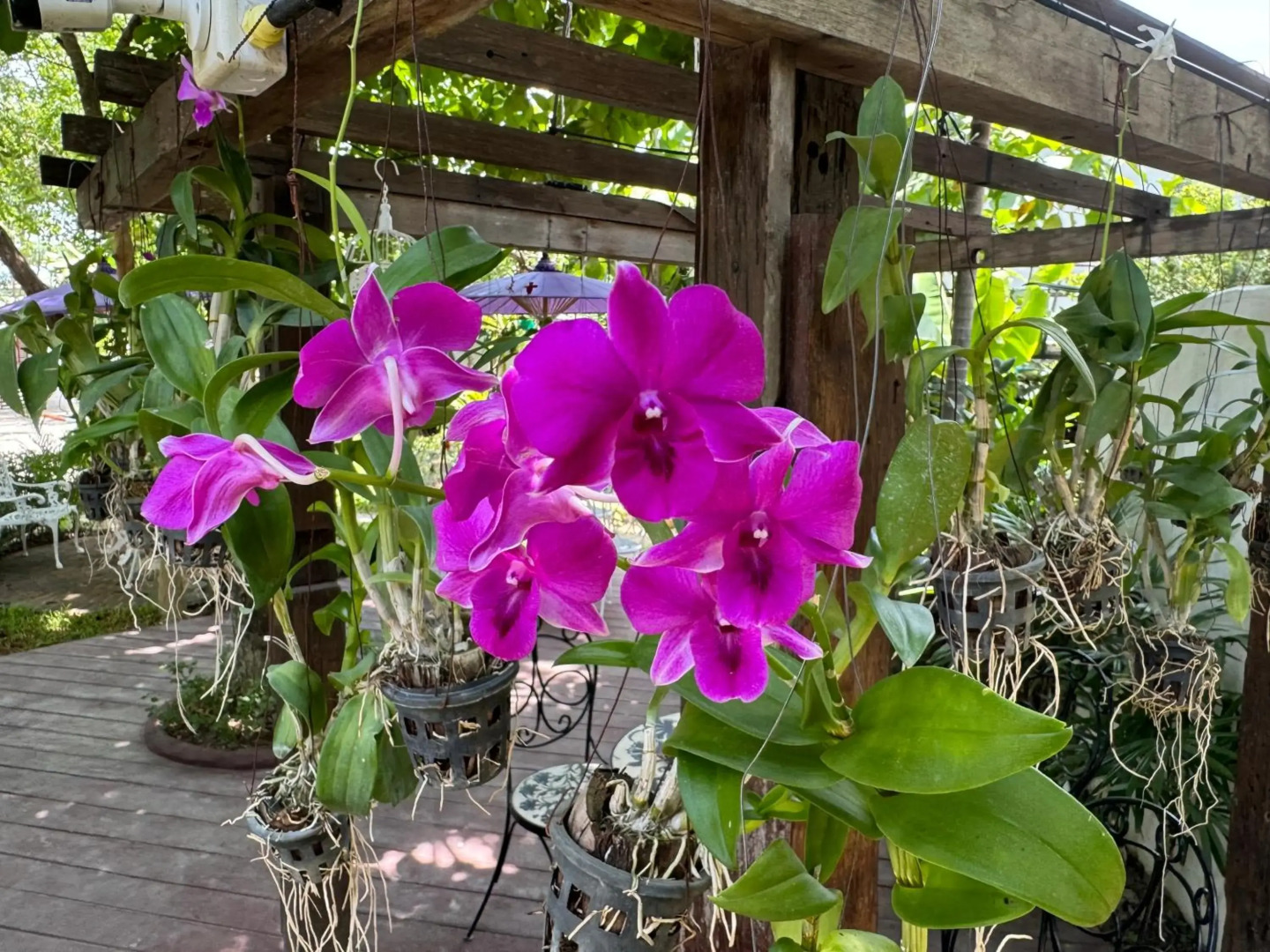 Teewana Healthy Vegetables House