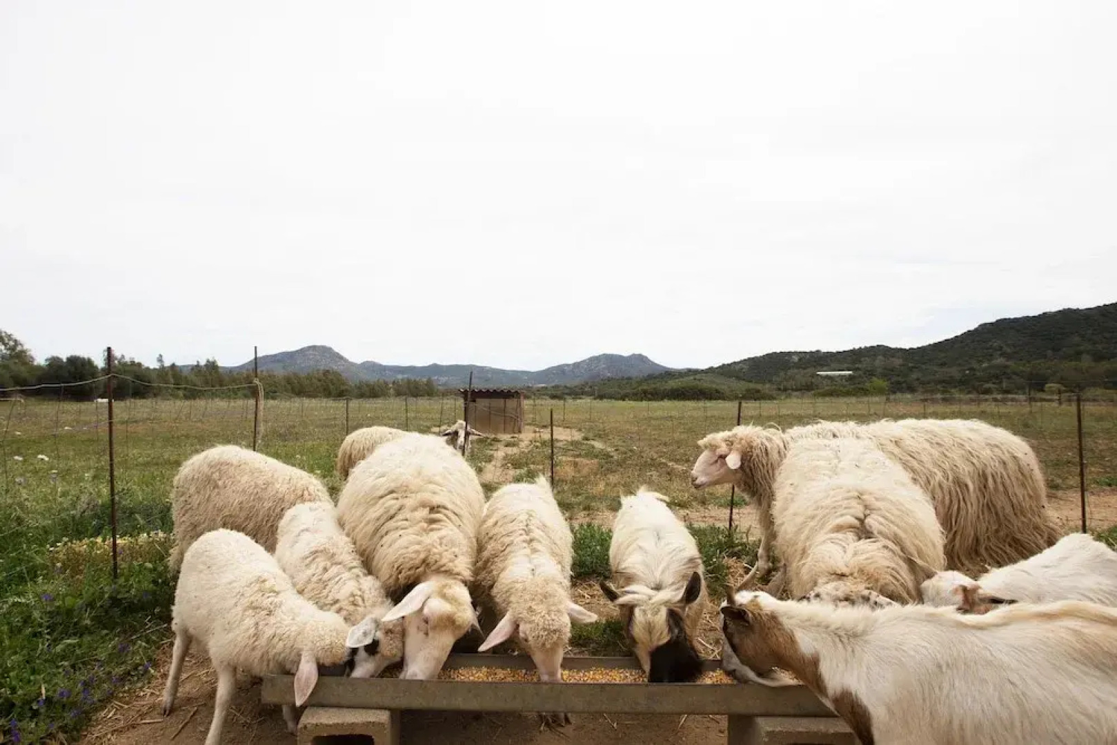 Terremesu Castiadas Villasimius Costa Rei