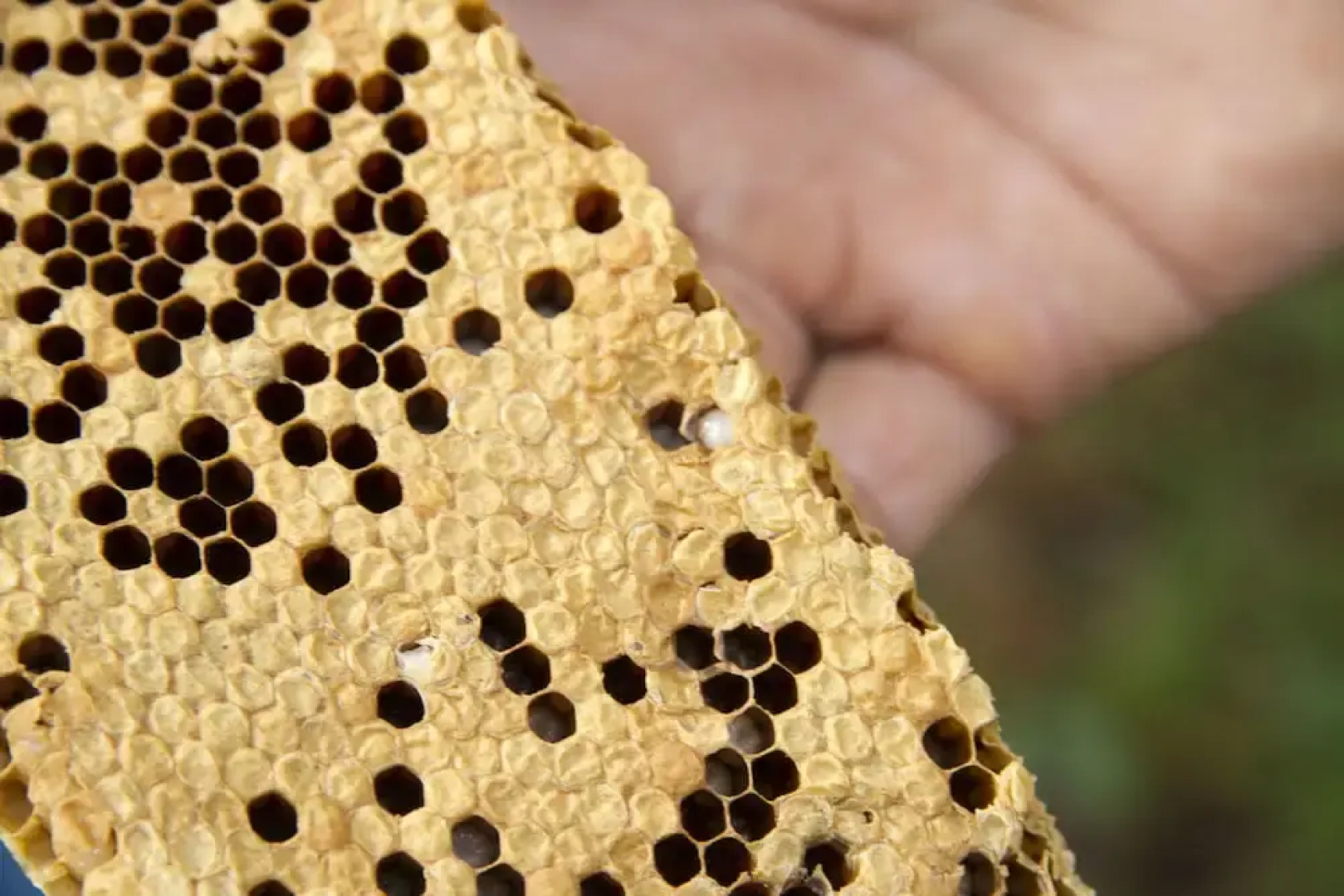 Explorer by eco team -Dambana