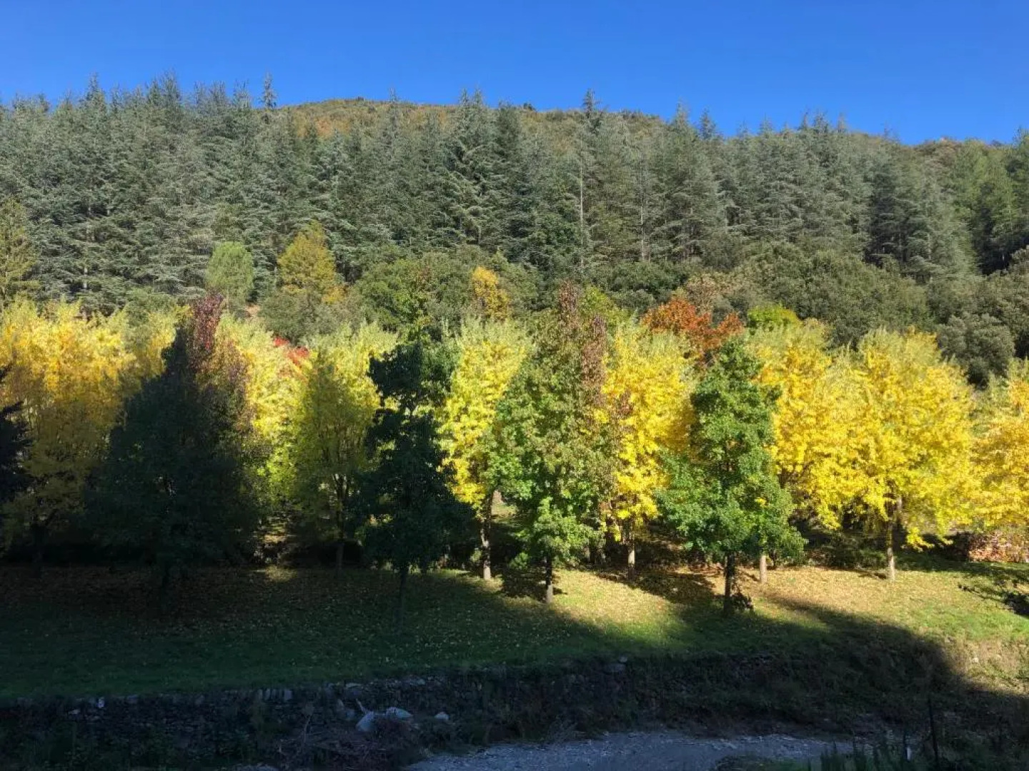 Le Moulin de Bouzigue