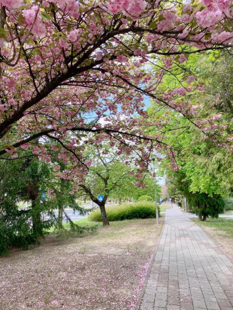 AquaLITA Apartman Zalakaros