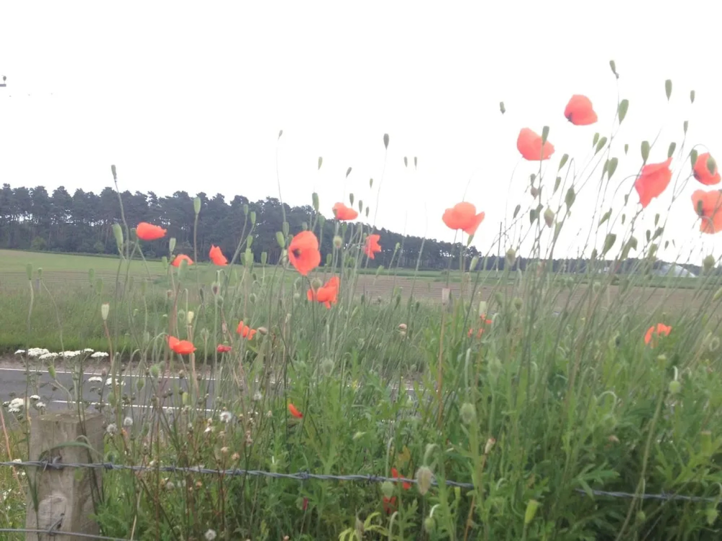 Southbank Guesthouse