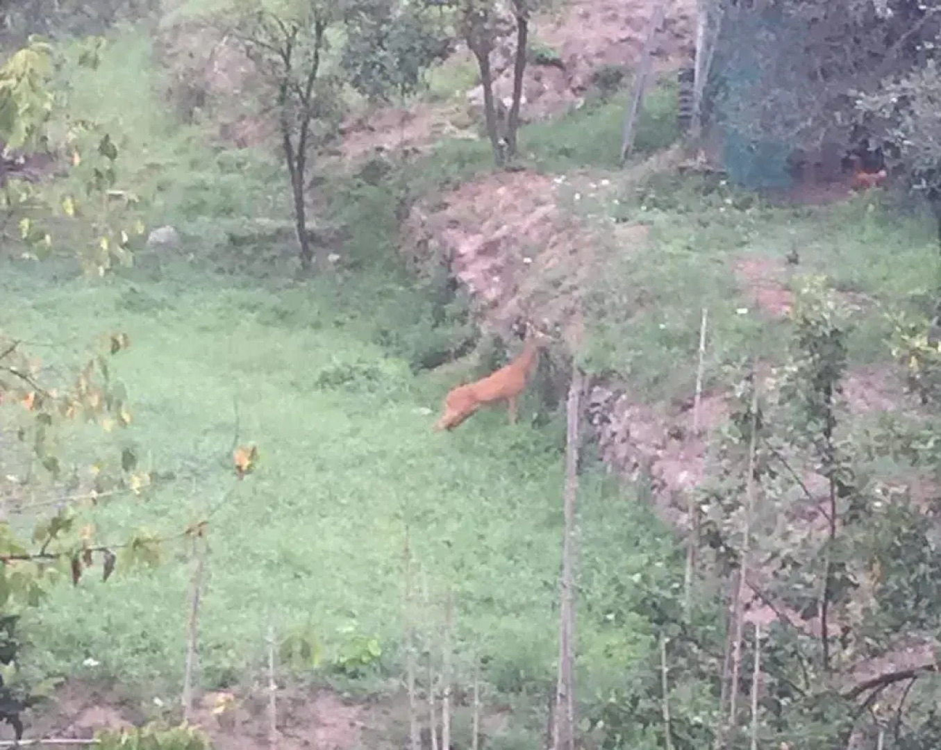 Il Capriolo  Bed&Breakfast