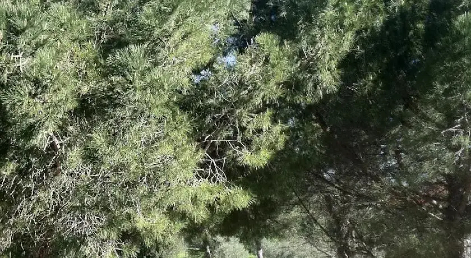 Le Chant Des Oliviers