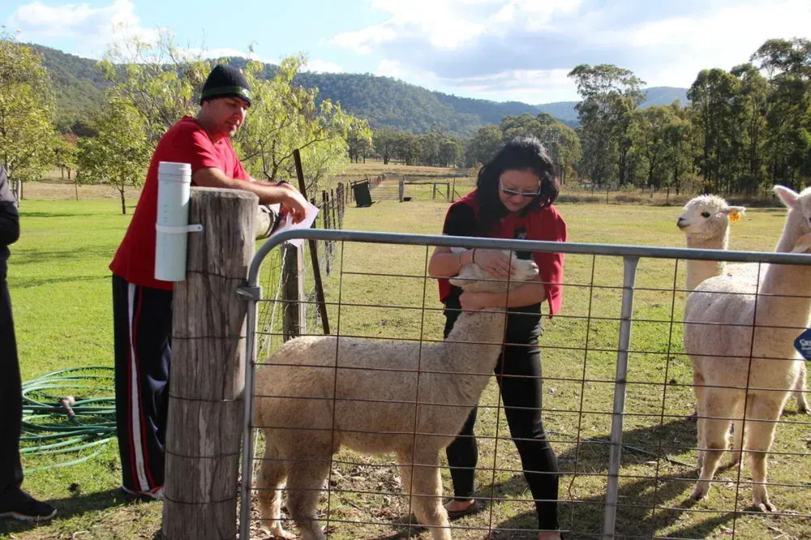 Starline Alpacas Farmstay Resort
