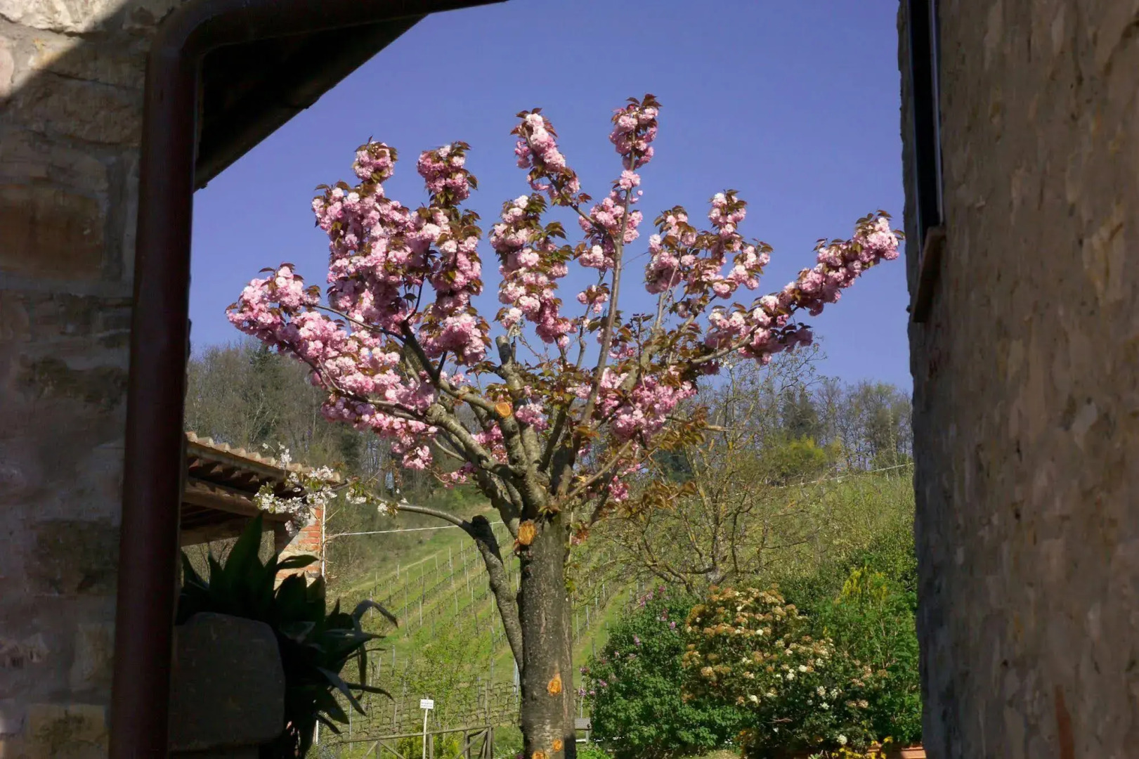 Podere Vignola