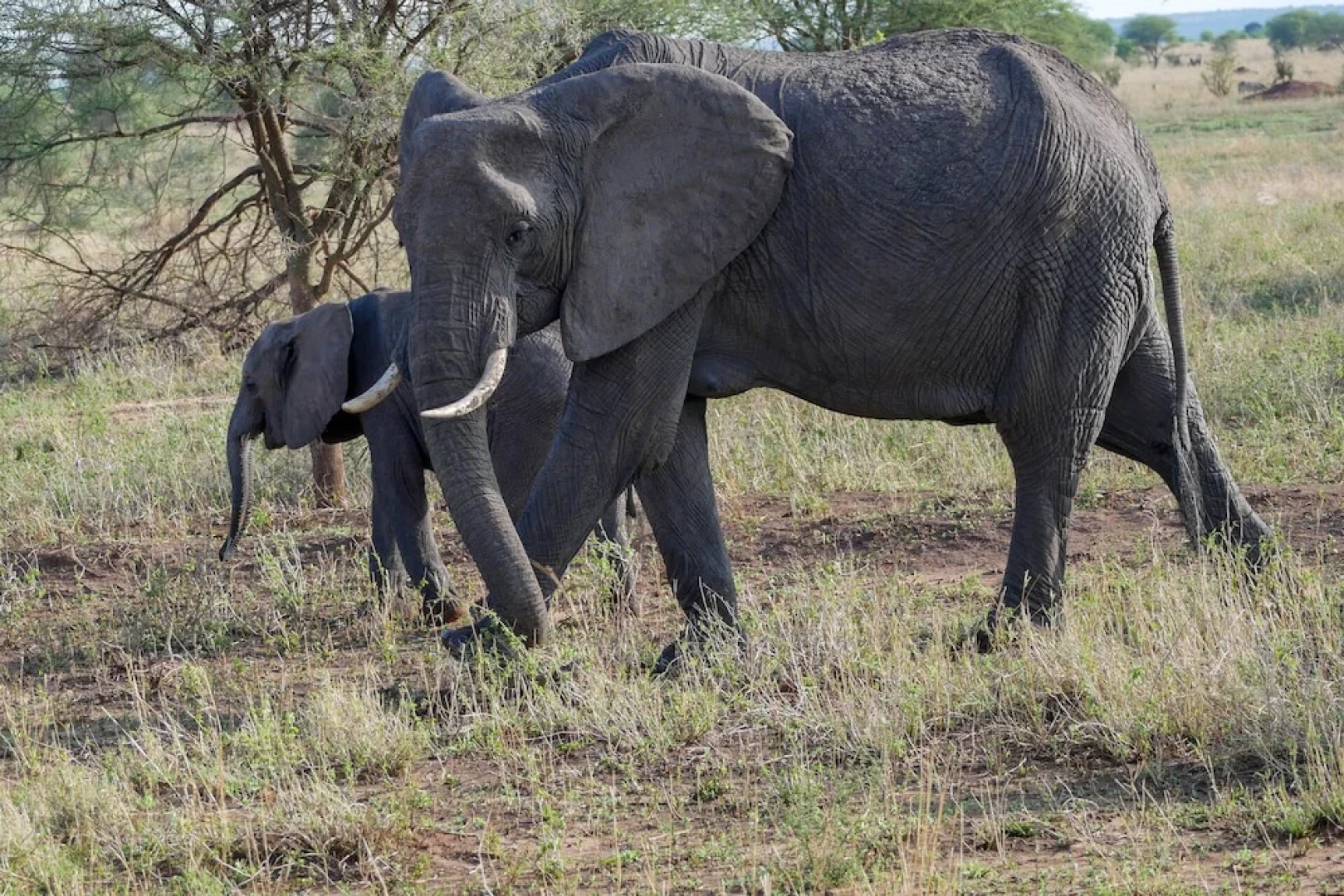 Arusha Villa Karamu Coffee Estate