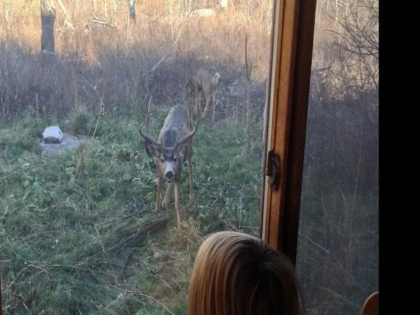 The Aspen Moose Vacation Cabin