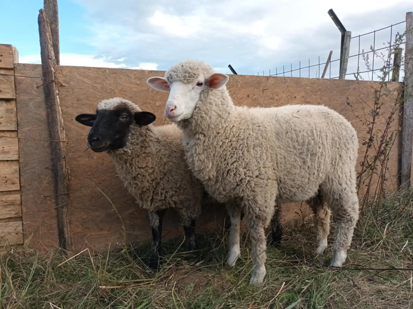 Pilikán Apartments - Park - Vineyard & Sheep farm