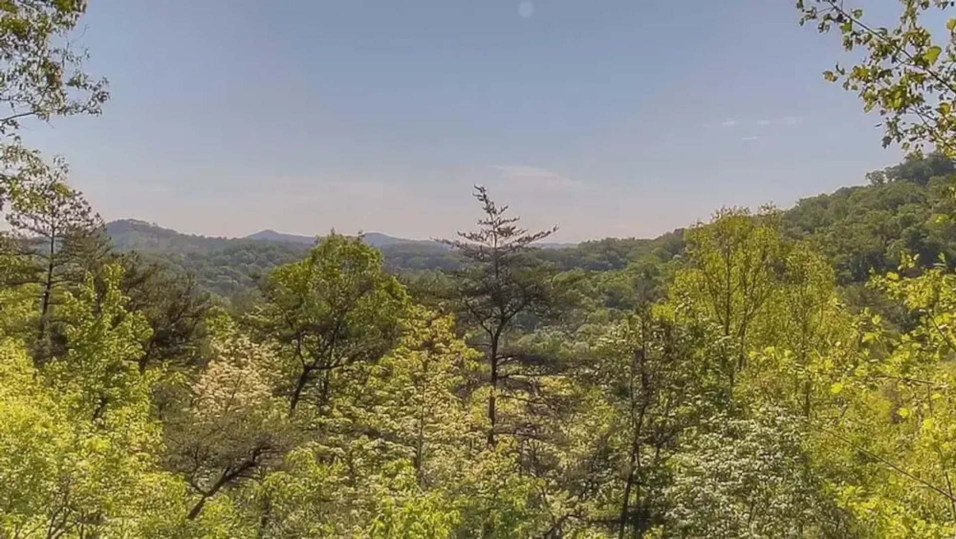 Dancing Bear by Escape to Blue Ridge