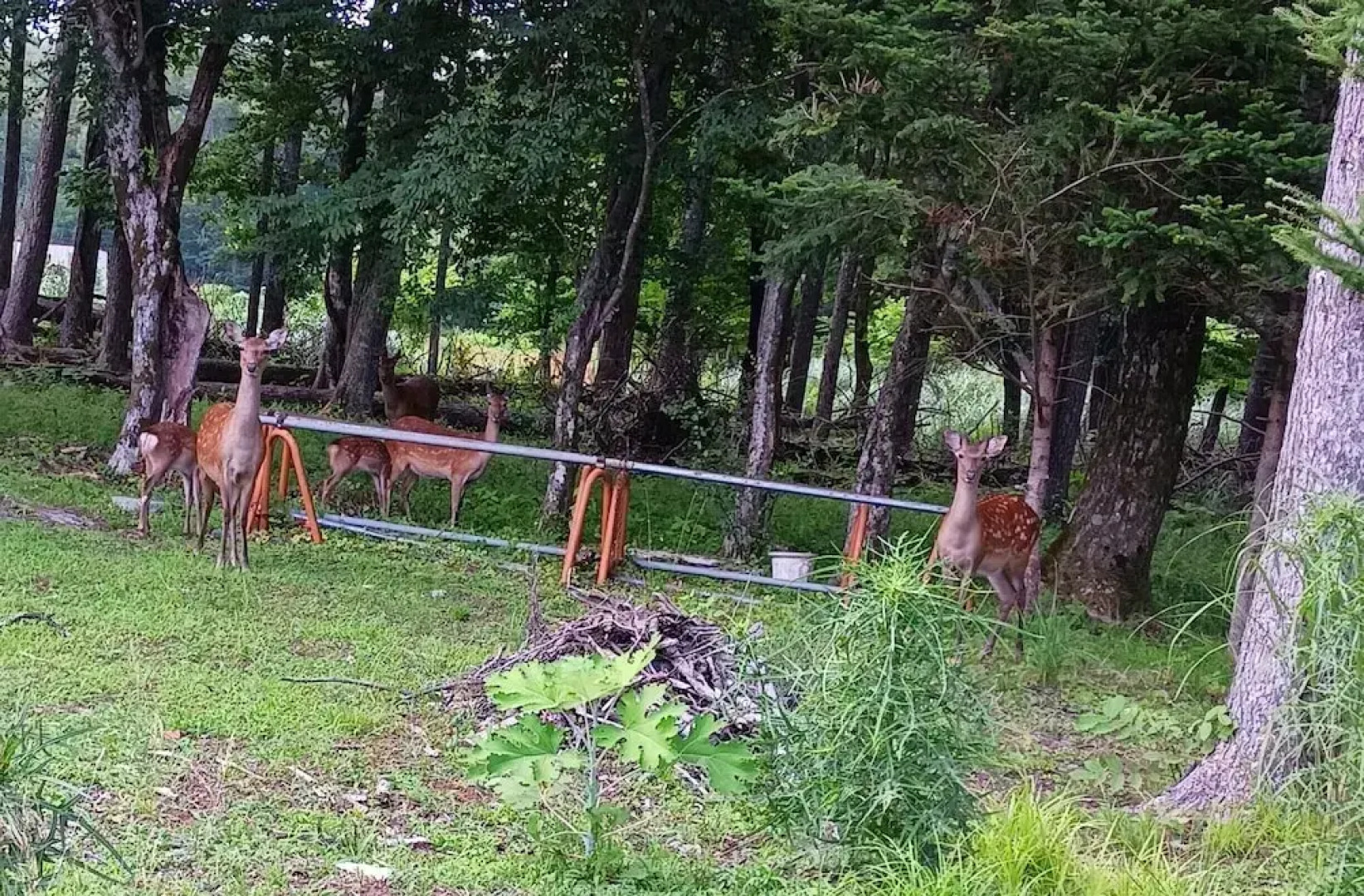 Resort Pension Le Lagon