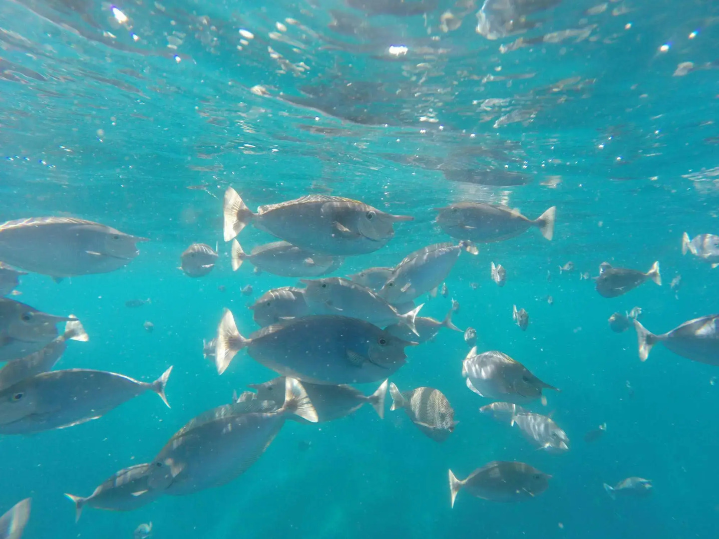White Sand Lodge at Maafushi