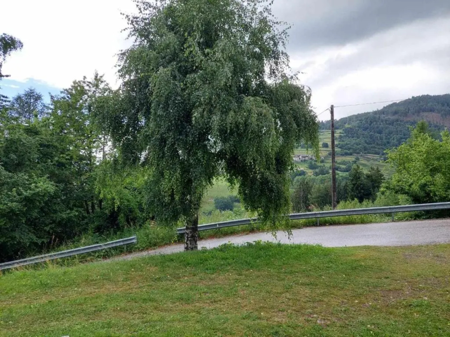 Betulla Bianca Bedollo Ospitar