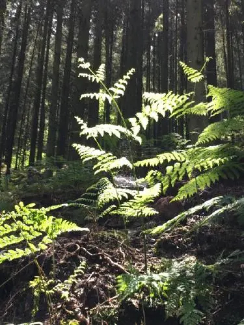 Sebastiana's Ferienwohnung