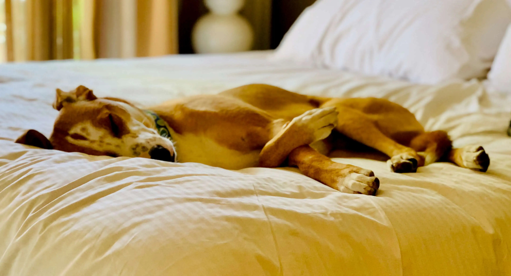 Sonesta Simply Suites Fort Worth