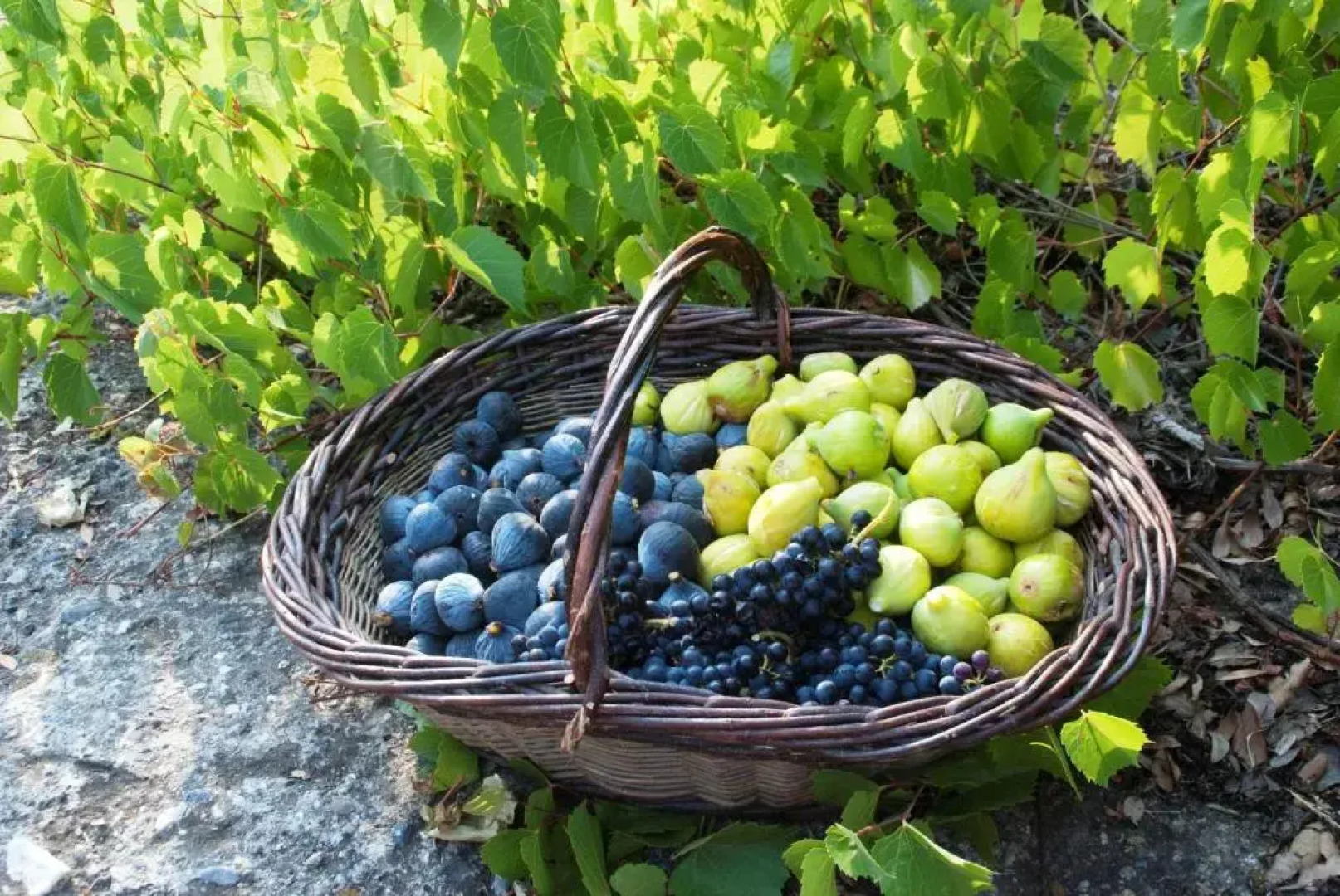 Domaine de Coussères