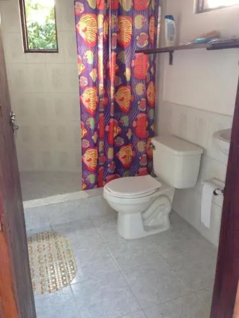 Jaguar Azul Palomino