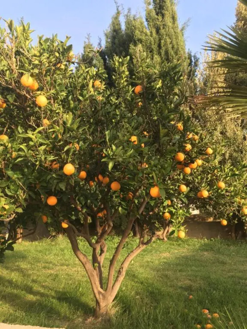 Apartments Blue Horizon