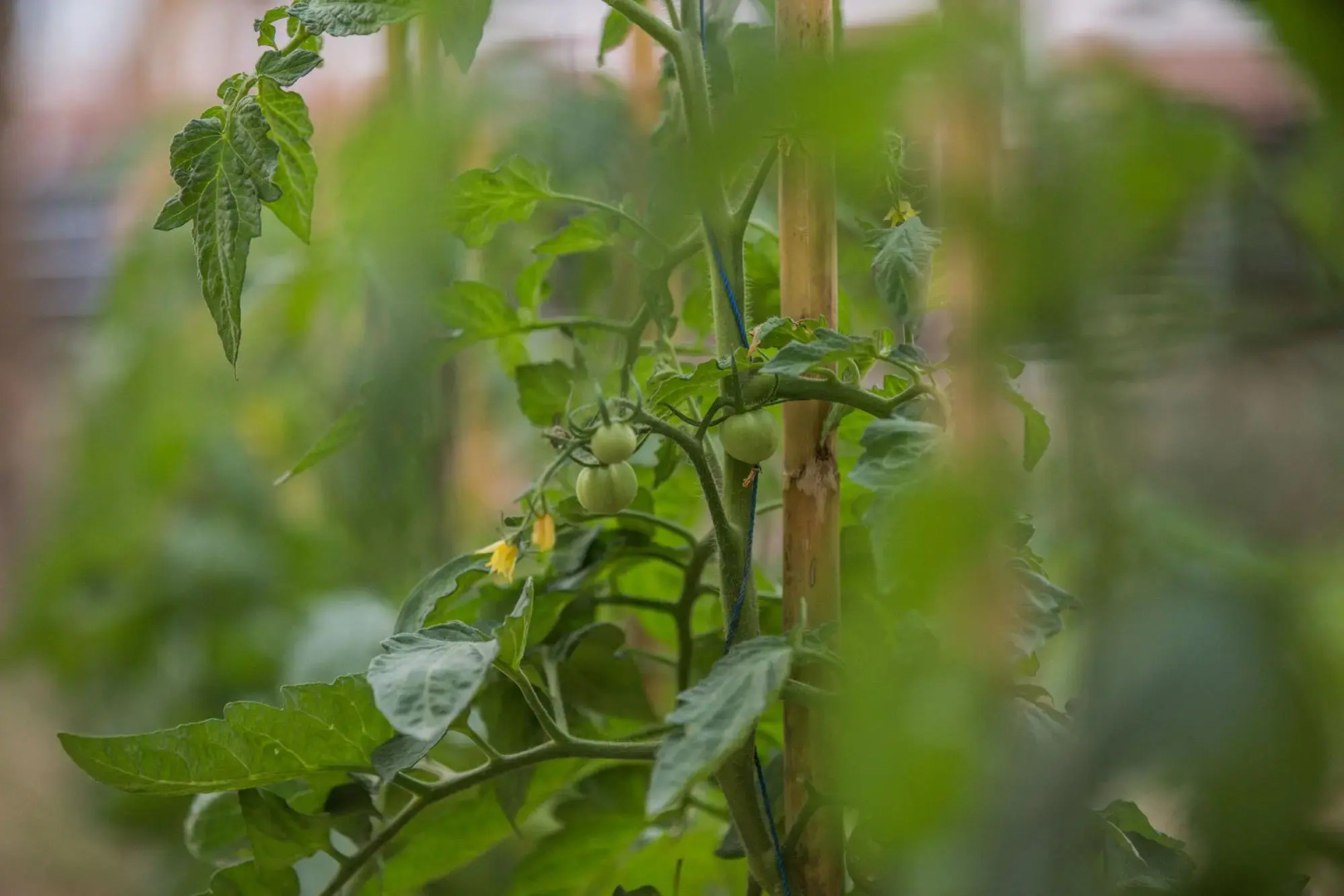 Aneli Villas - Villa Anastasia