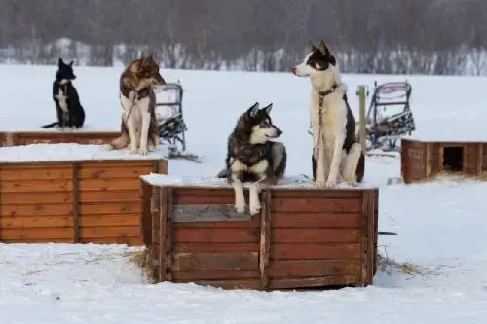 Holmen Husky Lodge